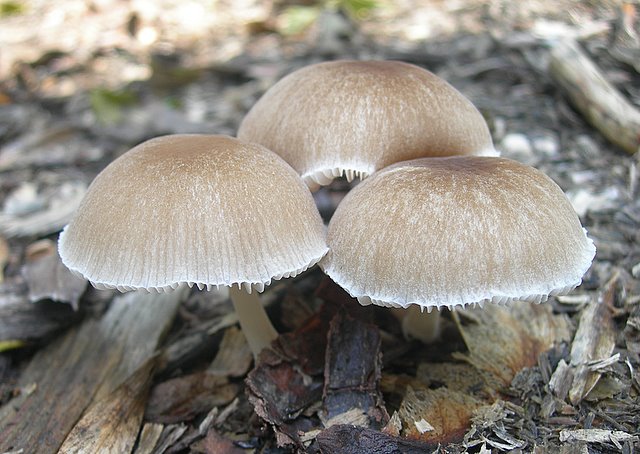 Pluteus  depauperatus     Romagnesi